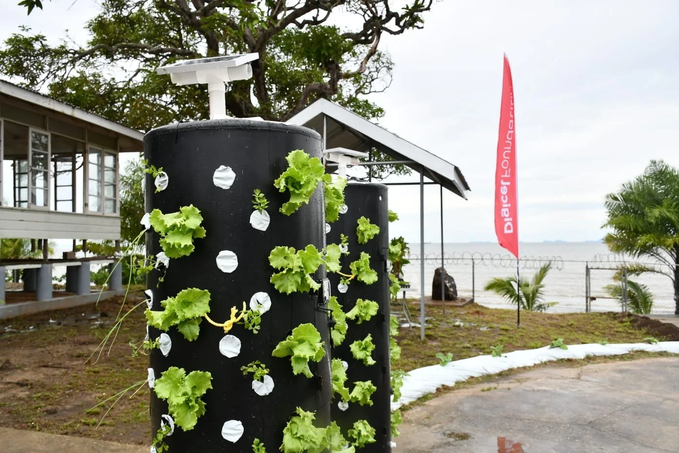 Some of hydroponics units containing lettuce plants which were implemented as part of the ‘Solar Voltaic Hydroponic project’.