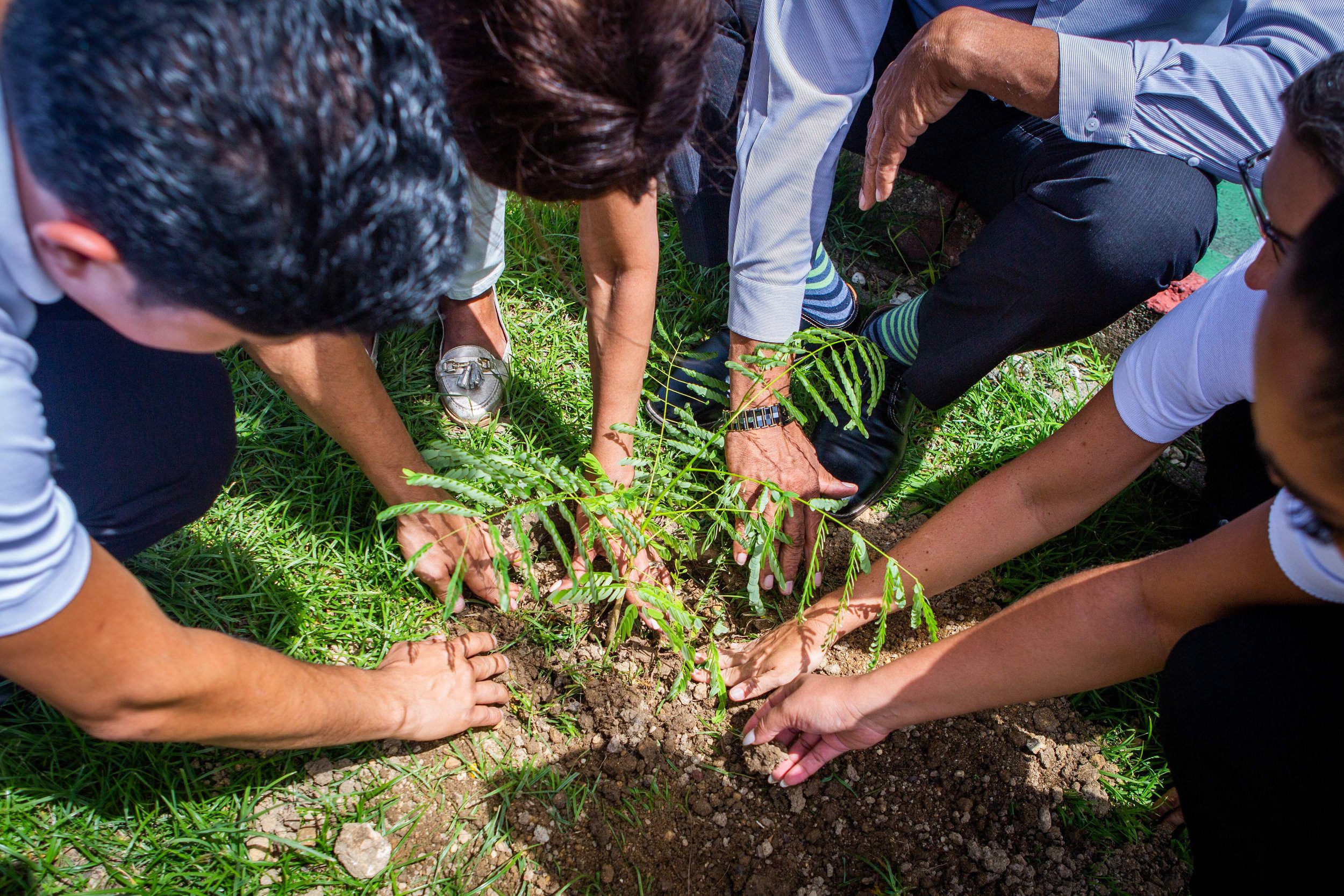 SWF&Co. 30 @ 30! SWF&Co to plant 30 Flamboyant trees to mark its 30th Anniversary