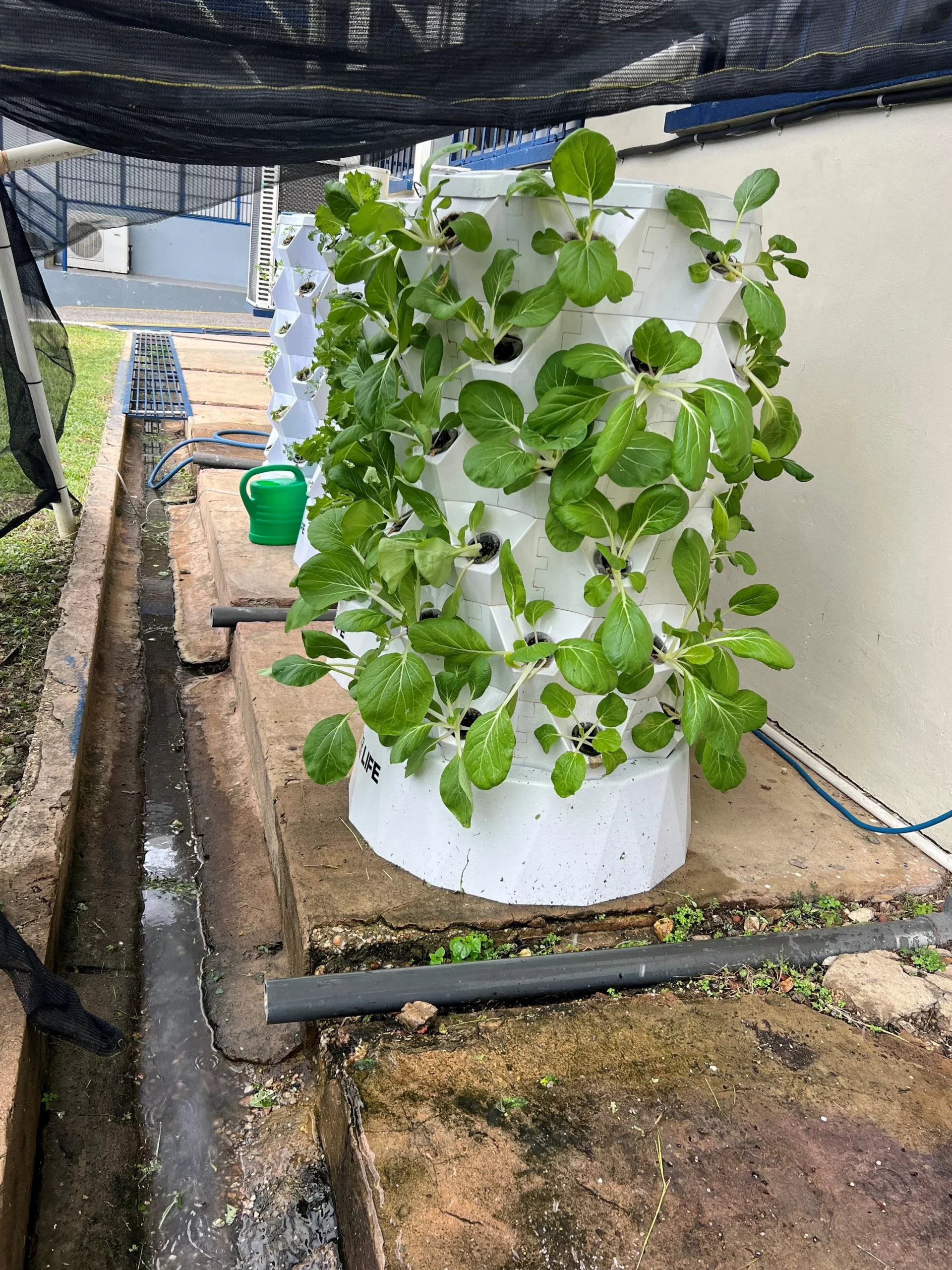 Patchoi growing in a solarponix unit at Naparima College.